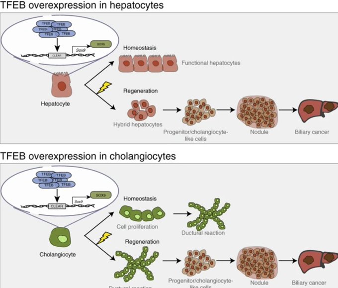 BCMFromtheLabs's tweet image. Dr. A. #Ballabio @bcmhouston @TexasChildrens et al discovered a new role for #TFEB in #LiverDevelopment, regeneration and biliary #cancer @TCHResearchNews @NatureComms shar.es/ab1wIi