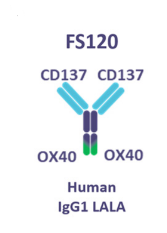 CIR_AACR's tweet photo. #FS120, a dual agonist antibody specific for #CD137 and #OX40, delays tumor growth by improving the activation and proliferation of peripheral #Tcells. https://t.co/9EKCeQeMLj https://t.co/zklGNmWGoB