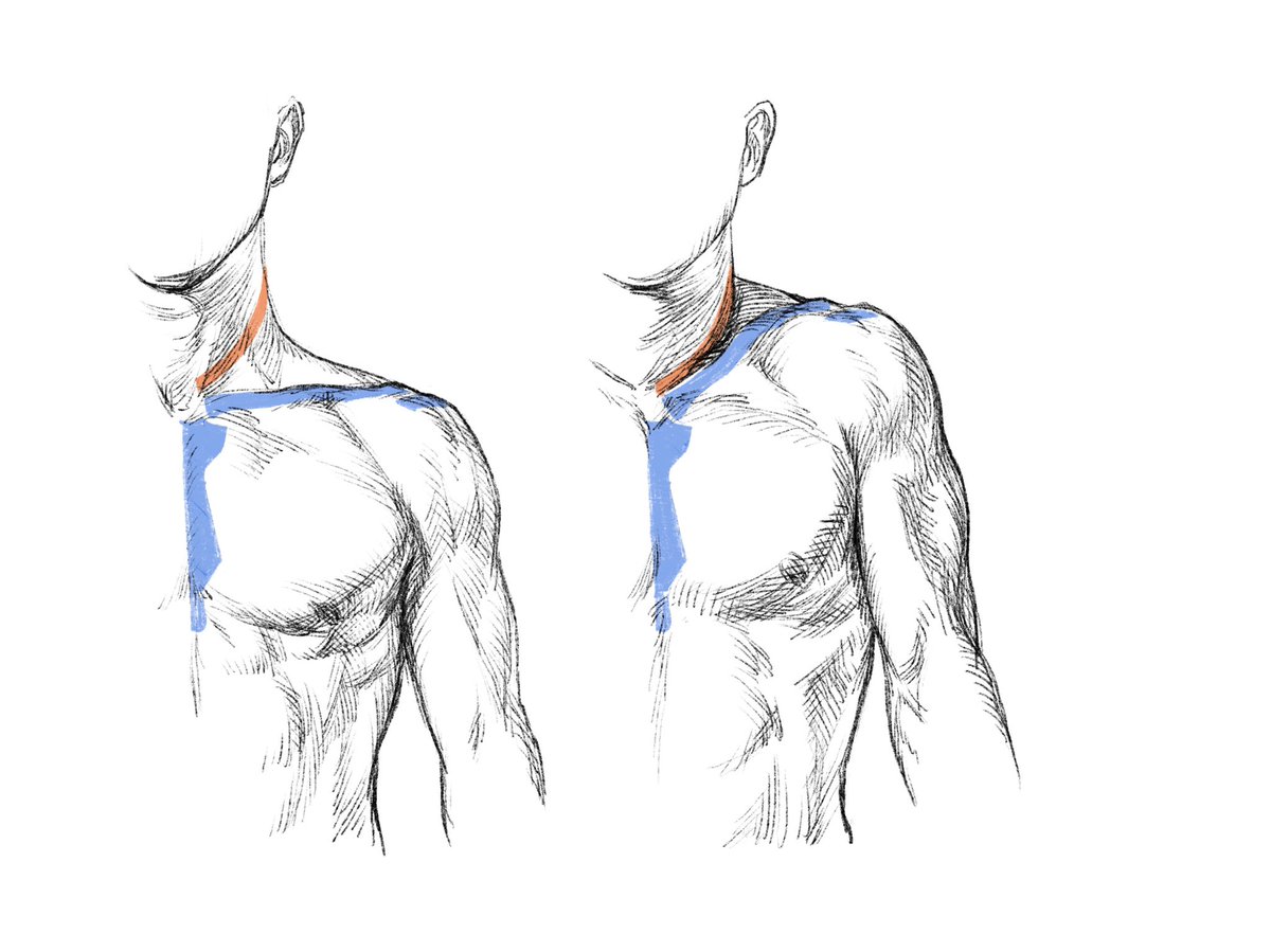 ヒトの鎖骨のカーブは 肩をすくめた時にも首を圧迫しないようになっている 伊豆の美術解剖学者のイラスト