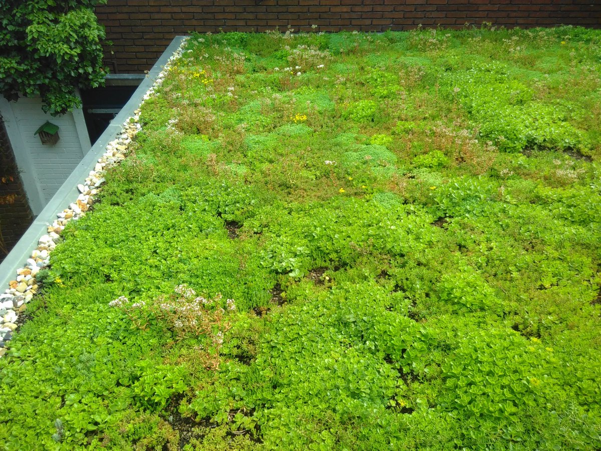 Helen Toxopeus tweet media