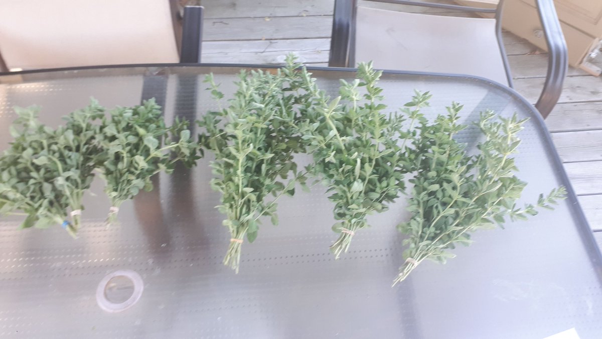 Trying to dry some oregano today.. very excited 😁😁