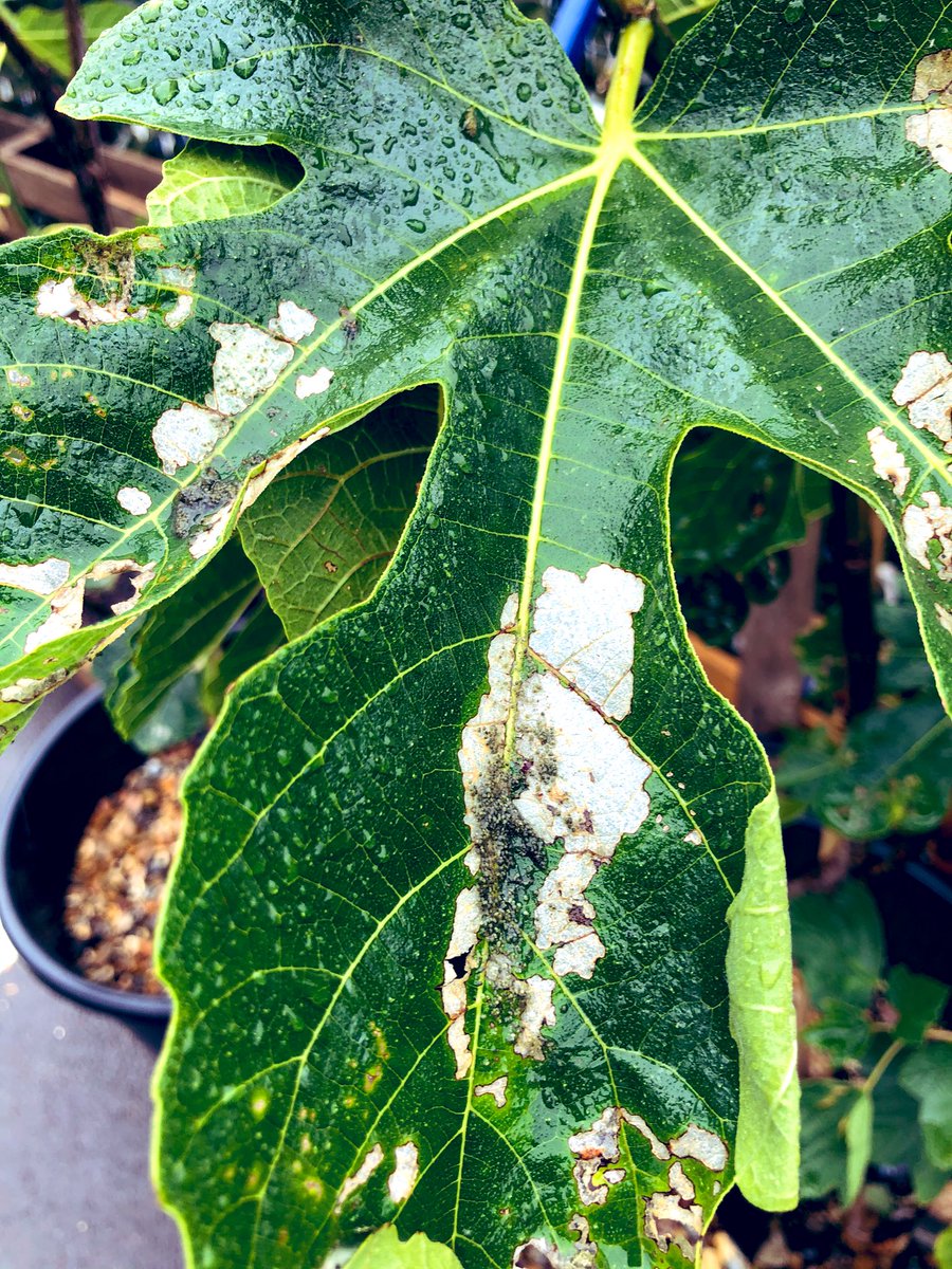 KitchenGardenW4's tweet photo. Something has been enjoying the Belmont fig leaves! Any ideas? 🔎@BelmontSchoolW4 https://t.co/VJ5znkgad6