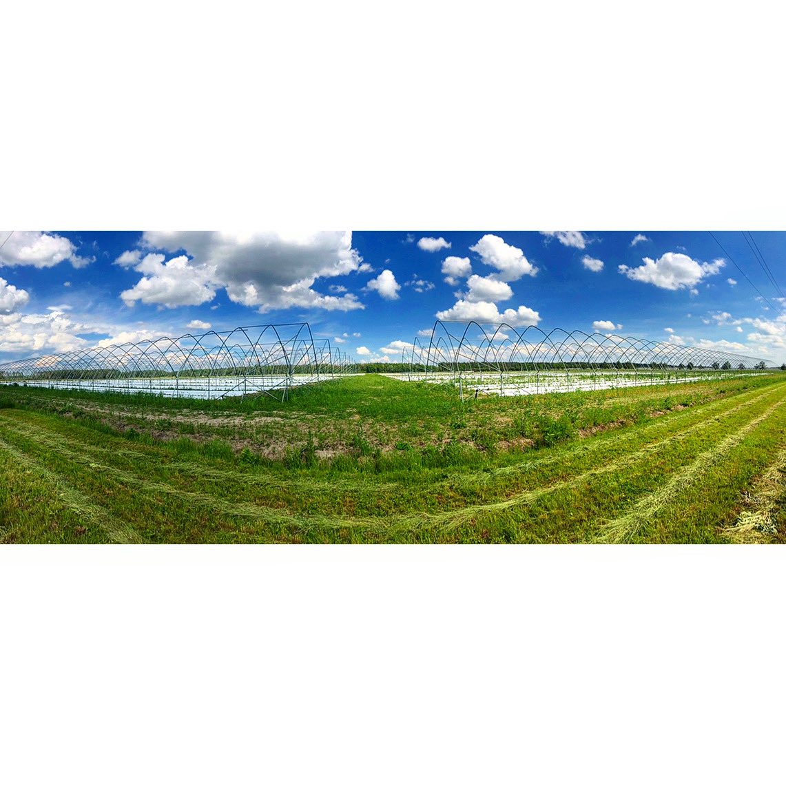 uaig_ua's tweet photo. Some of our beautiful production on a sunny day.
Photo credit; our partner
#blackberry #blueberry #raspberry #strawberry #strawberries #plants #harvesting #advancedtechniques #blackberryfields #agriculture #agricultureproduction #farming #agricultureprocessing #foodmanufacturing https://t.co/PIJXMk3Ay7