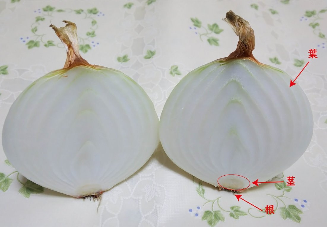 あわじ国政府広報室 V Twitter 玉ねぎ豆知識 いつも食べているのは玉ねぎの白い部分は 実は 葉 なんです 鱗茎 といわれ 葉の付け根にあたります あわじ国 南あわじ旬だより 淡路島 淡路島たまねぎ たまねぎ 特産品 Awajishima Onion 真っ二つ