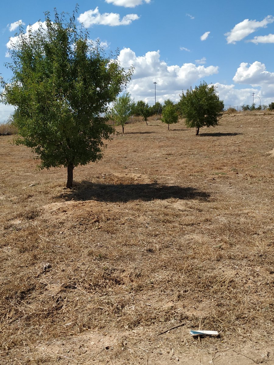 EFEverde's tweet photo. Seguimos encontrando #Basuraleza #COVID19 en espacios naturales de la Comunidad de Madrid. Las #mascarillas y #guantes al contenedor de resto, cuida el entorno que más quieres #proyectolibera @SEO_BirdLife @ecoembes https://t.co/leyLLNHVuw
