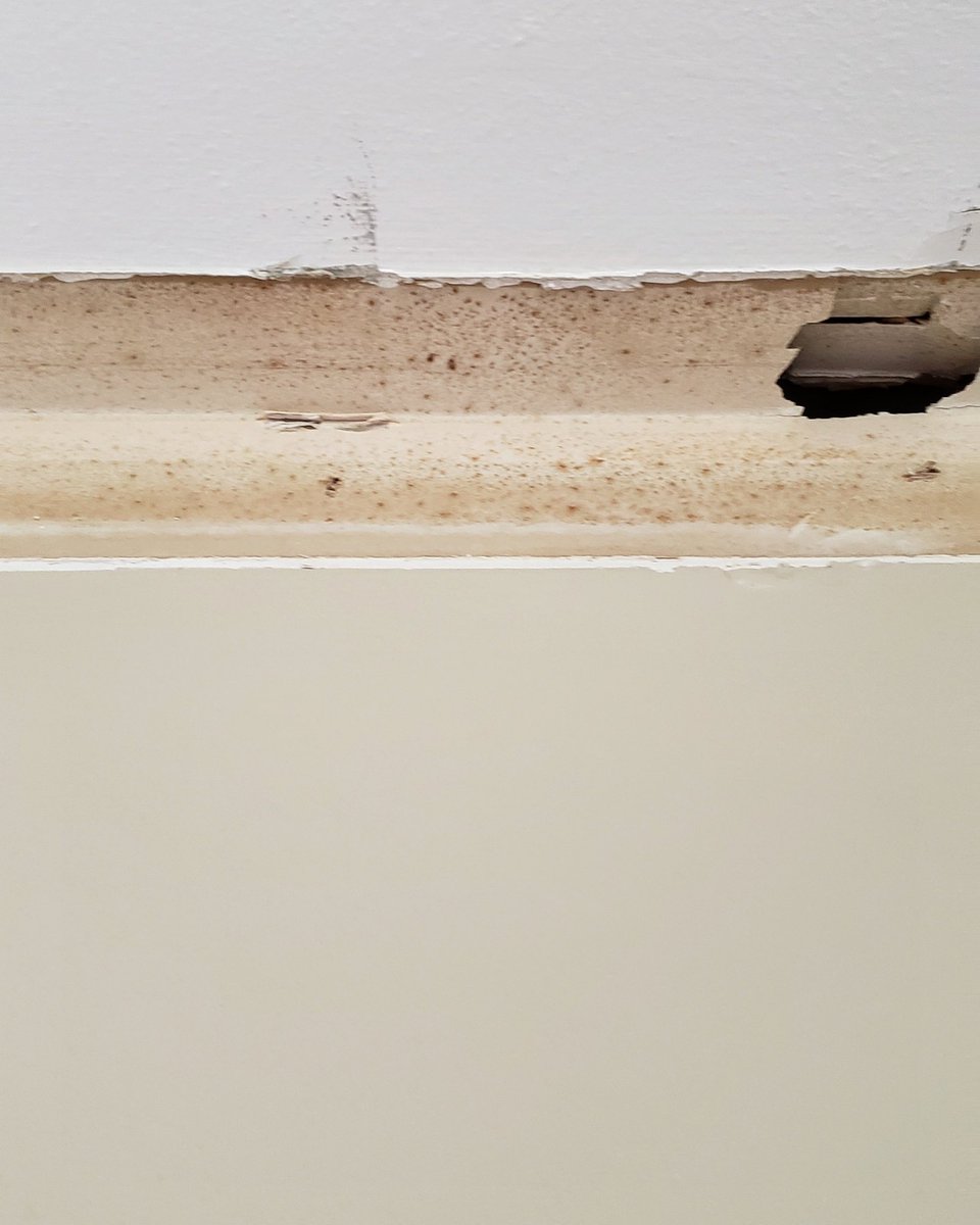 TONERhm's tweet photo. This is mold behind crown molding. That little pocket of air against an unsealed top plate is perfect for growing mold.
#TonerHomeMatters #houstonconstruction #houstonhomes #houstonbuilders #houstonbuilder #houstoncustomhomes #buildinghouston #houstonarchitect #mold https://t.co/durm9M0WUu