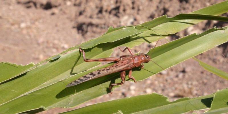 AgriSindh's tweet photo. #DesertLocust Surveillance & #Control Operation in #Sindh. 7 complaints received today, on 18th June, from #Sanghar. 2 from #Khairpur.1 #NFeroz, 1 #SBenazeerbad, &1 #Badin all forwarded to the concerned Addl Directors #AgriExt . Affected areas sprayed. https://t.co/VkICdhlsdG
