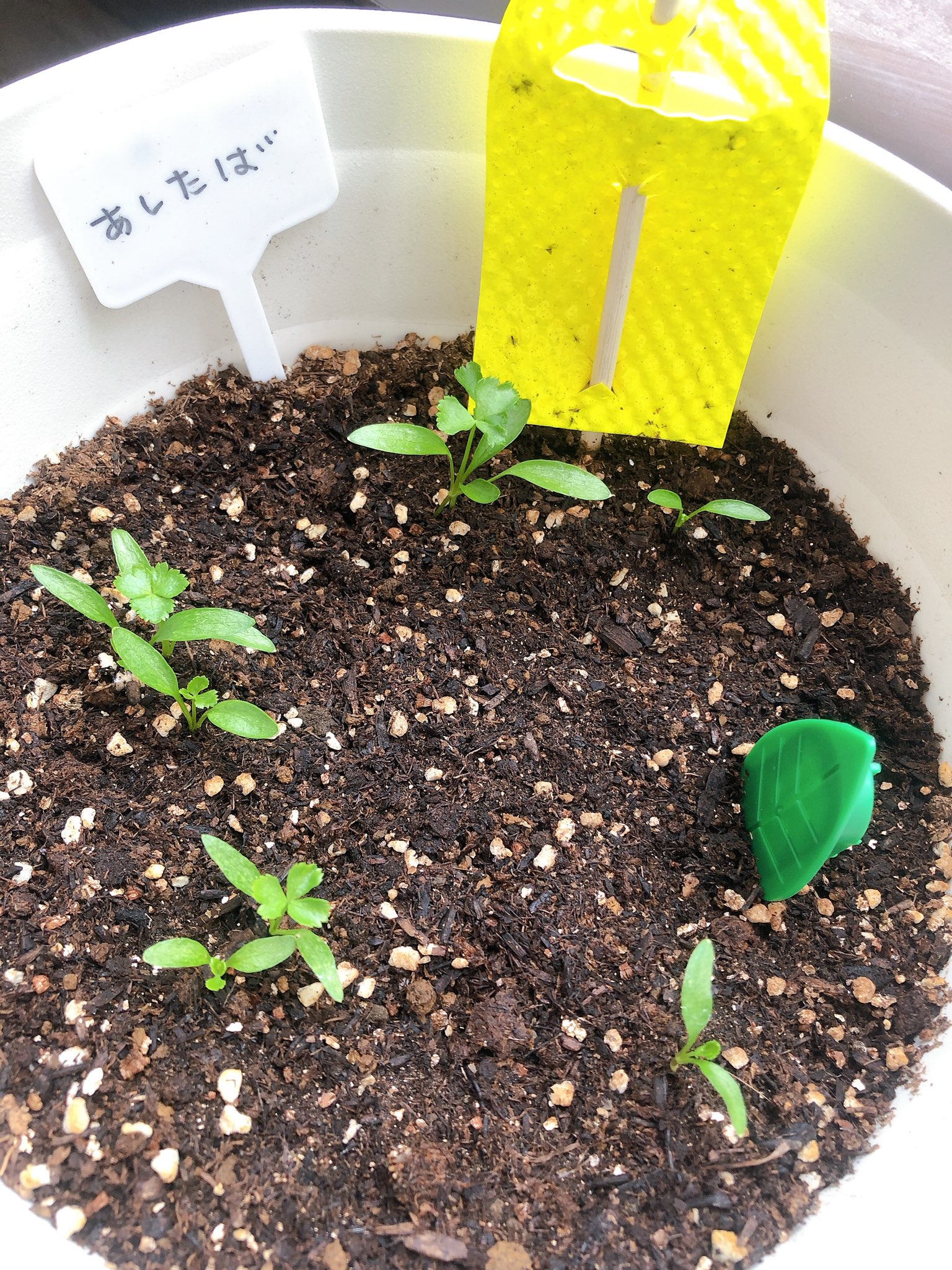 岩本羅美 Lavi ムシナックス 凄い コバエ対策 ムシナックス キング園芸 ベランダガーデニング ベランダ菜園 ベランダガーデニング初心者 コバエ T Co Blmtgln6ut Twitter