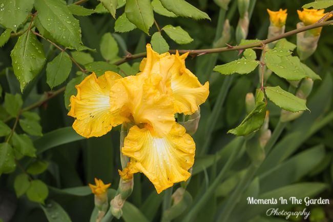 MomentsintheG's tweet photo. My garden today. #doublepinkpeony #geranium #iris #calendula #mixedborder #cottagegardenstyle #mygardentoday #perennials #gardeninglife #alittlebitofbeautyeveryday #momentsinthegardenphotography https://t.co/57o6DdoDL7
