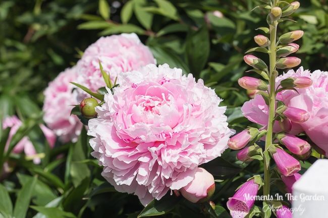 MomentsintheG's tweet photo. My garden today. #doublepinkpeony #geranium #iris #calendula #mixedborder #cottagegardenstyle #mygardentoday #perennials #gardeninglife #alittlebitofbeautyeveryday #momentsinthegardenphotography https://t.co/57o6DdoDL7
