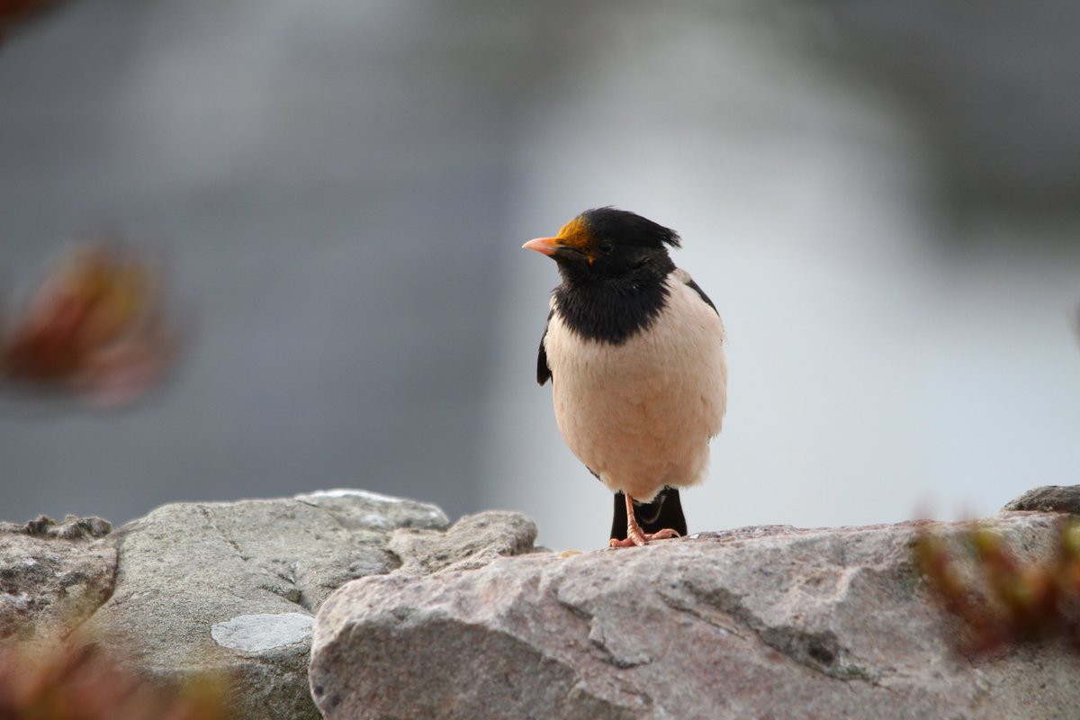 Haven't tweeted or retweeted since the 7th. Oh well might as well go big #Islay #birding Rose coloured Starling #RosyStarling Thank you to the householders for letting me know & for access. Bird eating nectar from the flower which is from New Zealand.