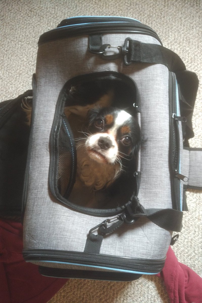 Happy 1st Birthday to our baby boy Henry who is up for any adventure!