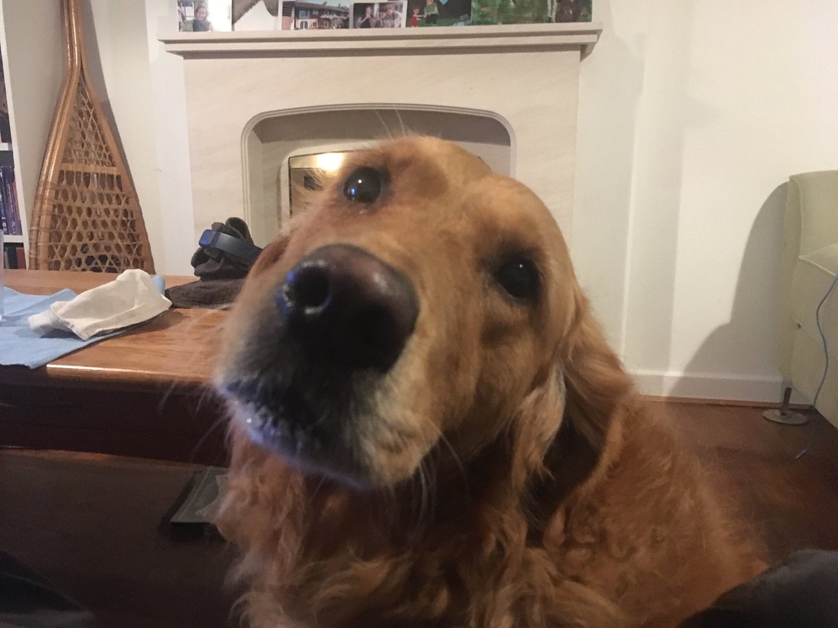 ADHDscientist's tweet photo. @nrbmbr @adhdandUK My #ADHDog perfectioned the art of eye rolling whenever I do one of mine... https://t.co/d9B7Xgj2aO