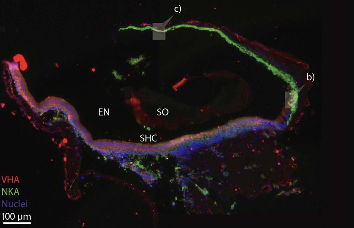 Hey  @AcademicChatter and  #AcademicTwitter, I’m super excited that my otolith calcification paper is finally published! This paper describes the inner ear cells responsible for otolith CaCO3 calcification! More pictures, details, and link to article below!