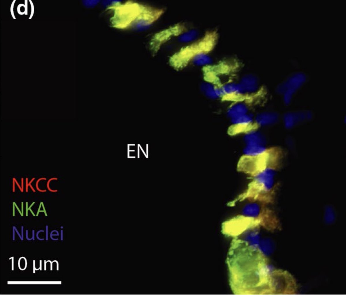 By immunolabeling specific proteins, I can determine whether the proteins overlap within the same cell (yellow) or in different cells (red and green)! Here, you can see how a protein (NKCC) highly overlaps with one (NKA) but not the other (CA).