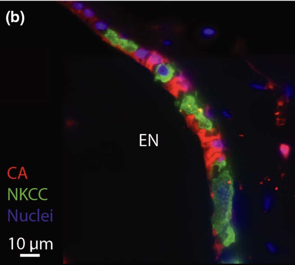 By immunolabeling specific proteins, I can determine whether the proteins overlap within the same cell (yellow) or in different cells (red and green)! Here, you can see how a protein (NKCC) highly overlaps with one (NKA) but not the other (CA).