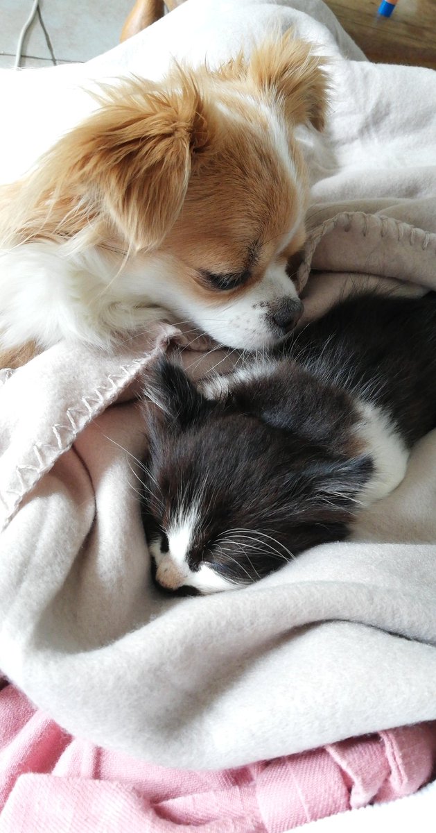 babydroma's tweet image. Ça me fait trop mal au cœur que Cachou ne trouve pas de famille alors qu'elle est trop belle 😭

Clairement si je pouvais je la prendrais avec moi 🥰