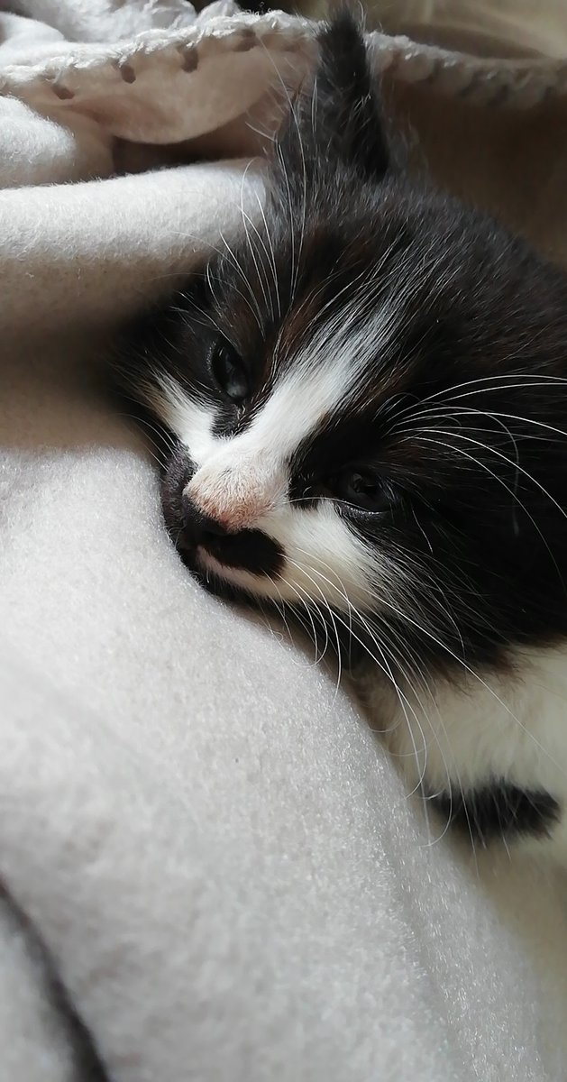 babydroma's tweet image. Ça me fait trop mal au cœur que Cachou ne trouve pas de famille alors qu'elle est trop belle 😭

Clairement si je pouvais je la prendrais avec moi 🥰