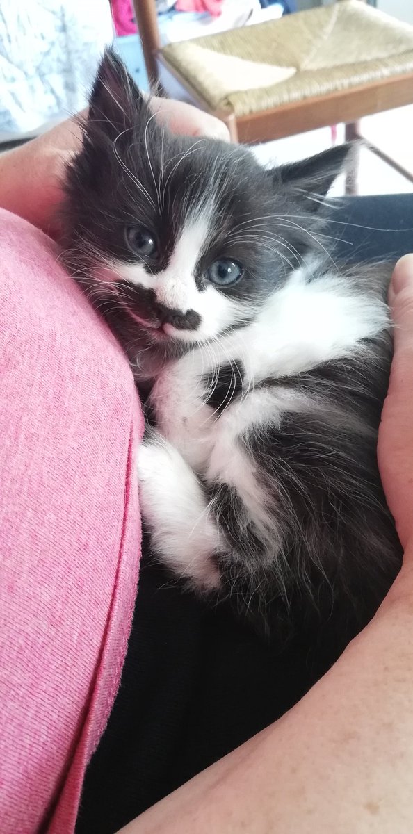 babydroma's tweet image. Ça me fait trop mal au cœur que Cachou ne trouve pas de famille alors qu'elle est trop belle 😭

Clairement si je pouvais je la prendrais avec moi 🥰