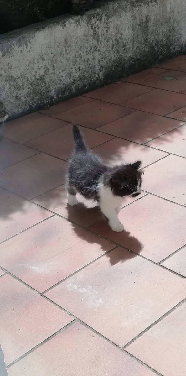 babydroma's tweet image. Ça me fait trop mal au cœur que Cachou ne trouve pas de famille alors qu'elle est trop belle 😭

Clairement si je pouvais je la prendrais avec moi 🥰