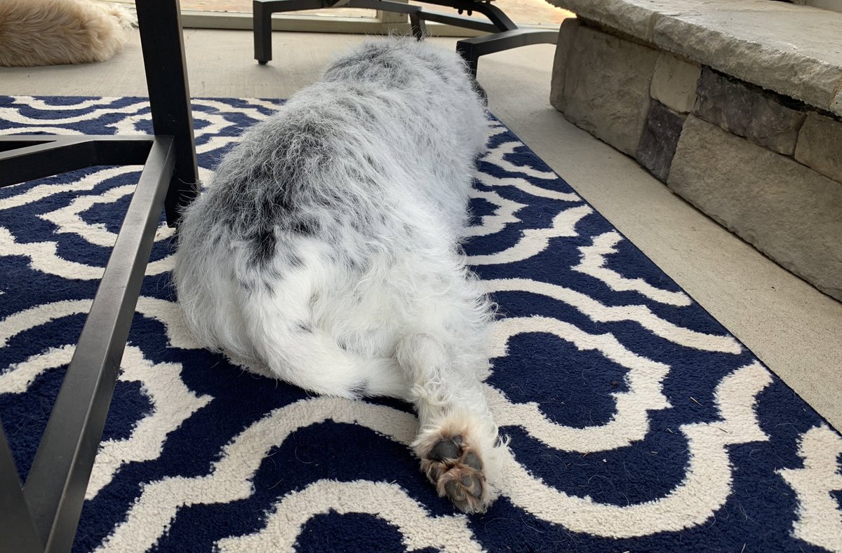 Pupdate: I am half-splooting on da neighbor’s porch... it feels like I’ve been here furever... it’s been nearly 4 hours... in doggy time dats 28 hours!