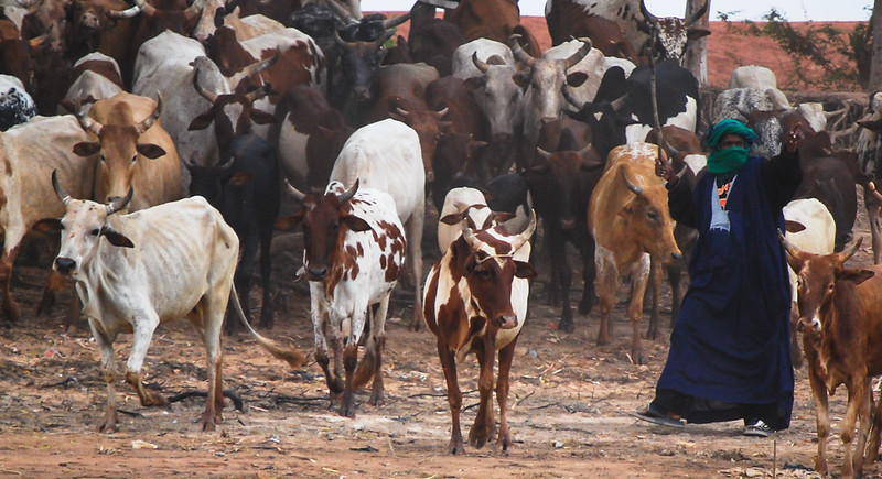 Braced Programme (@braced) on Twitter photo Read our latest report in English & French on ways to better address pastoral crises in the #Sahel through understanding how #climate& #conflict affect livestock prices - <a href="/Lucie_Ryr/">Royer Lucie</a> - <a href="/cat_simonet/">Catherine Simonet</a> <a href="/ODIclimate/">ODIclimate</a>:
braced.org/resources/i/Li…
braced.org/fr/resources/i… Read our latest report in English & French on ways to better address pastoral crises in the #Sahel through understanding how #climate& #conflict affect livestock prices - <a href="/Lucie_Ryr/">Royer Lucie</a> - <a href="/cat_simonet/">Catherine Simonet</a> <a href="/ODIclimate/">ODIclimate</a>:
braced.org/resources/i/Li…
braced.org/fr/resources/i…