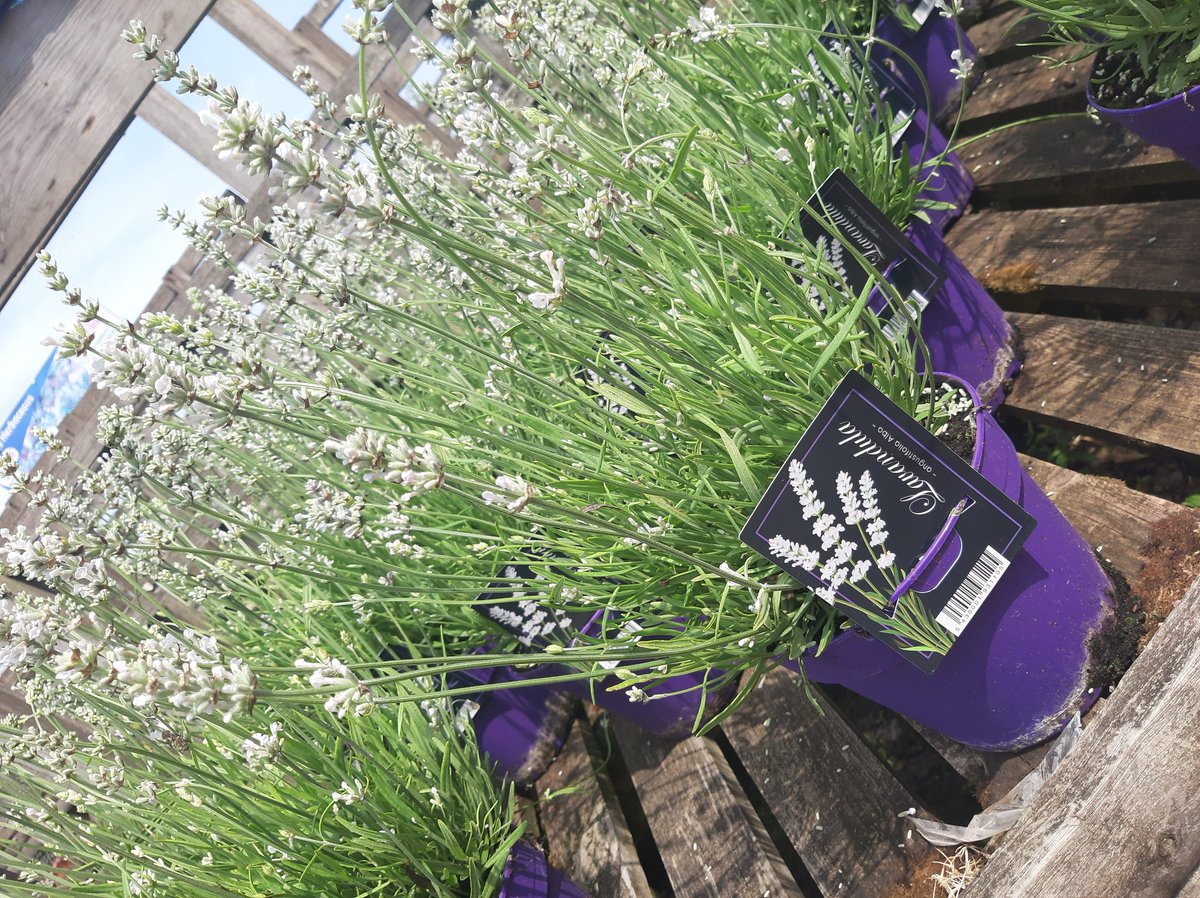 Stakehill Nurseries tweet media