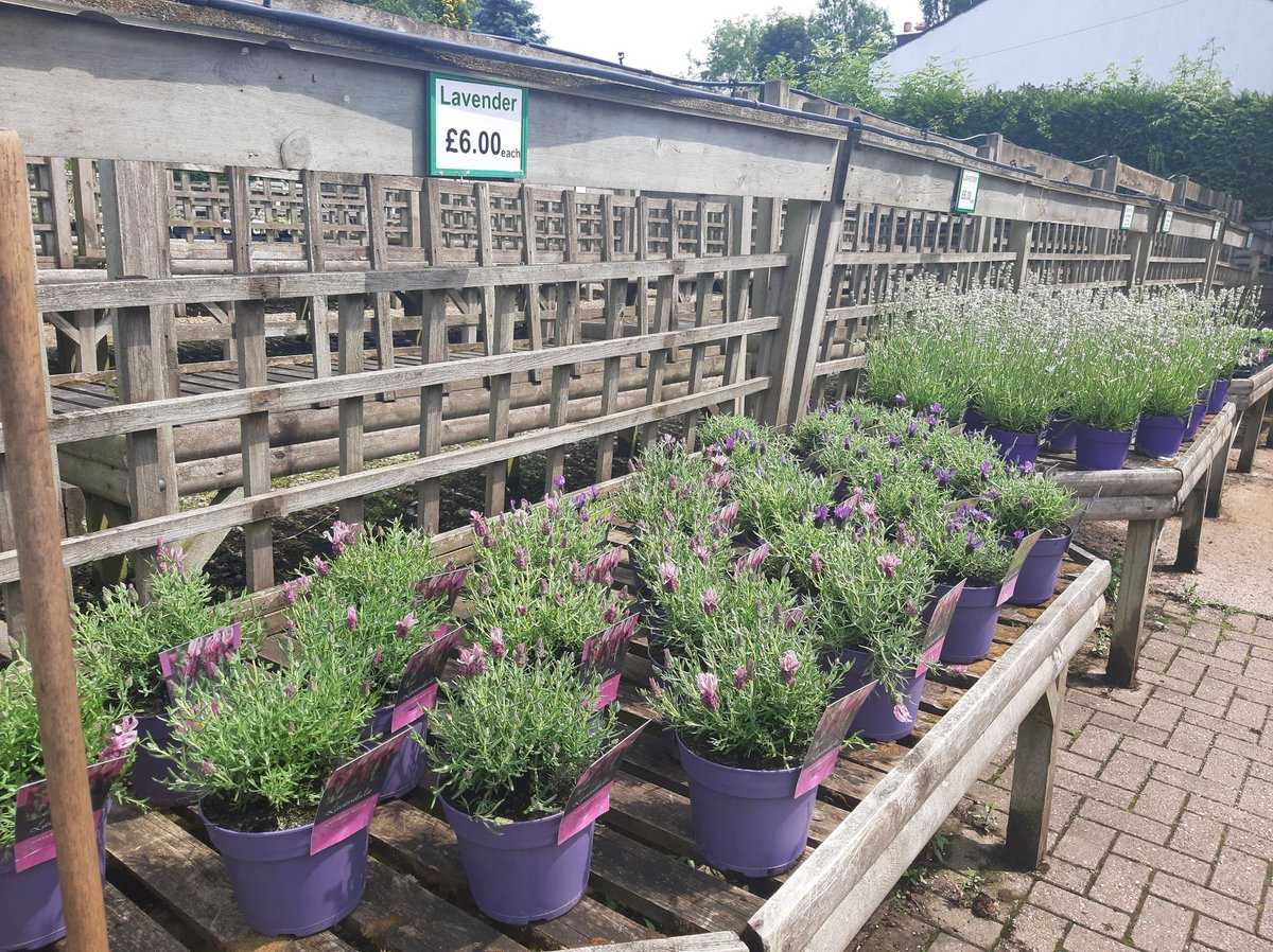 Stakehill Nurseries tweet media