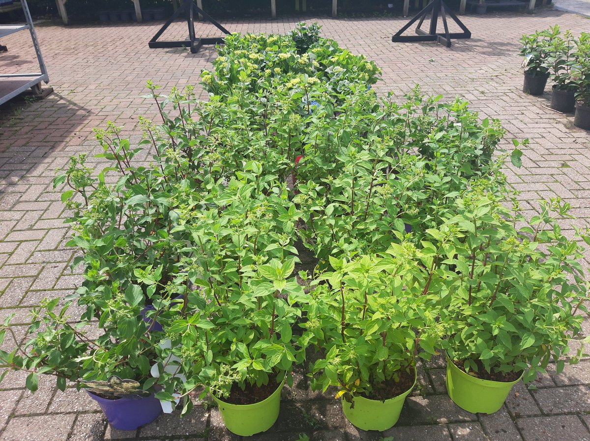 Stakehill Nurseries tweet media