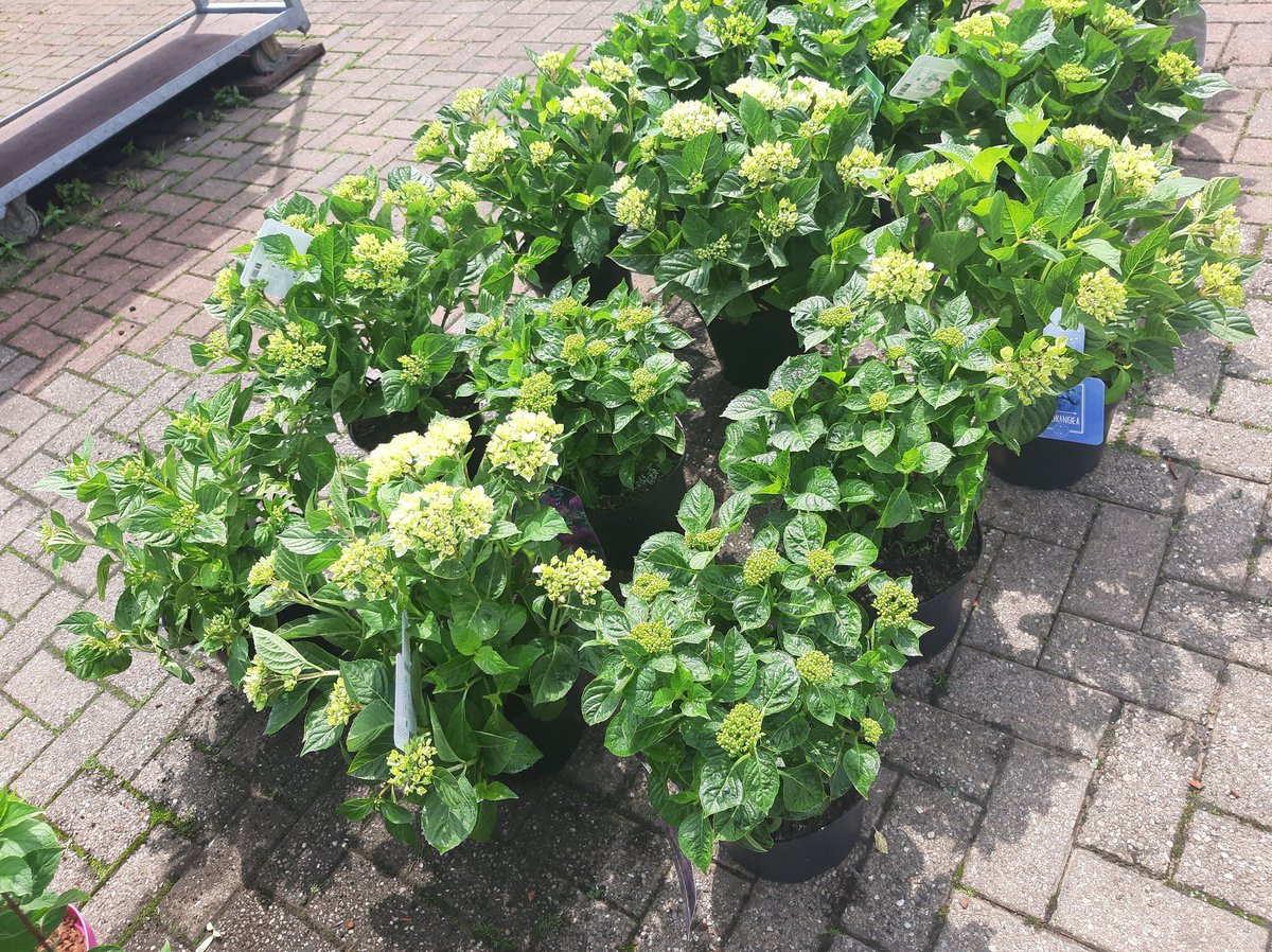 Stakehill Nurseries tweet media