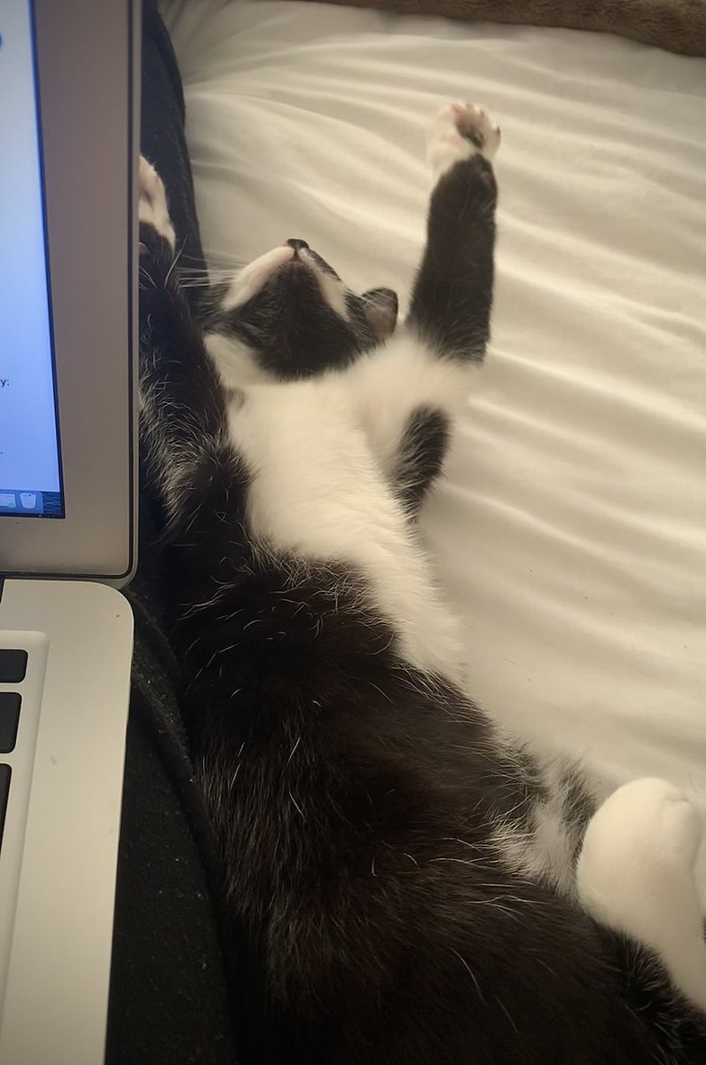 ___sirlance___'s tweet photo. Digicat absolutely knackerd from buying the dip #digicat #digibyte $dgb https://t.co/lzLSTHOZk4