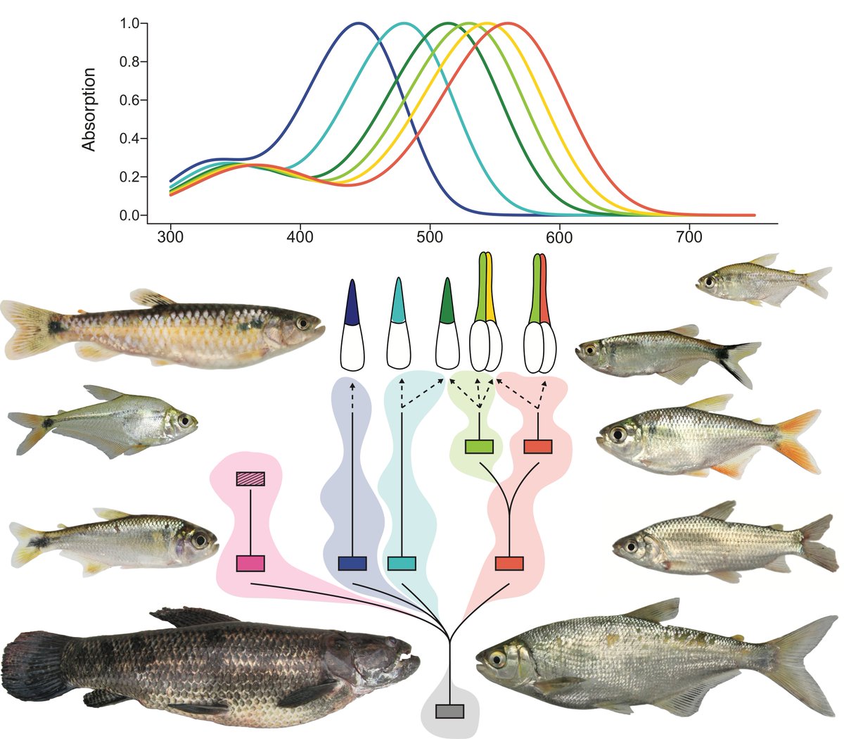 1/4 Fresh off the press - Visual  pigment evolution of #tetras &amp; co! (#Characiformes). The evolution of spectral tuning in these fish is very interesting, and the different ways in which they tune their visual sensitivities. <a href="/KarenCarleton4/">Karen Carleton</a> <a href="/MicManta/">Michele Pierotti</a> onlinelibrary.wiley.com/doi/abs/10.111…
