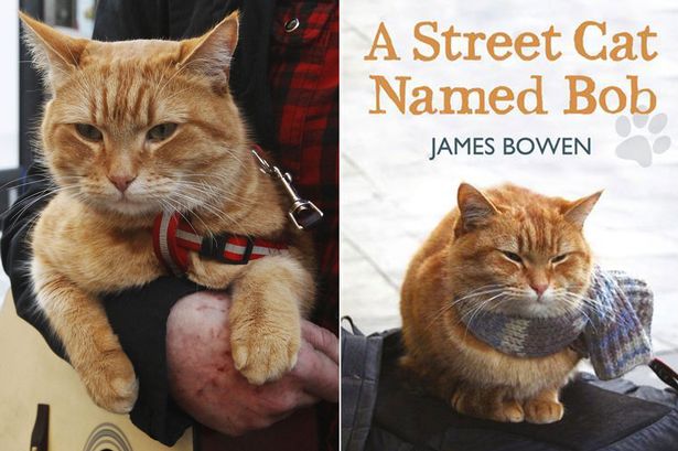 Hello street cat петиция. Уличный кот по кличке Боб (2016). A Street Cat named Bob книга.