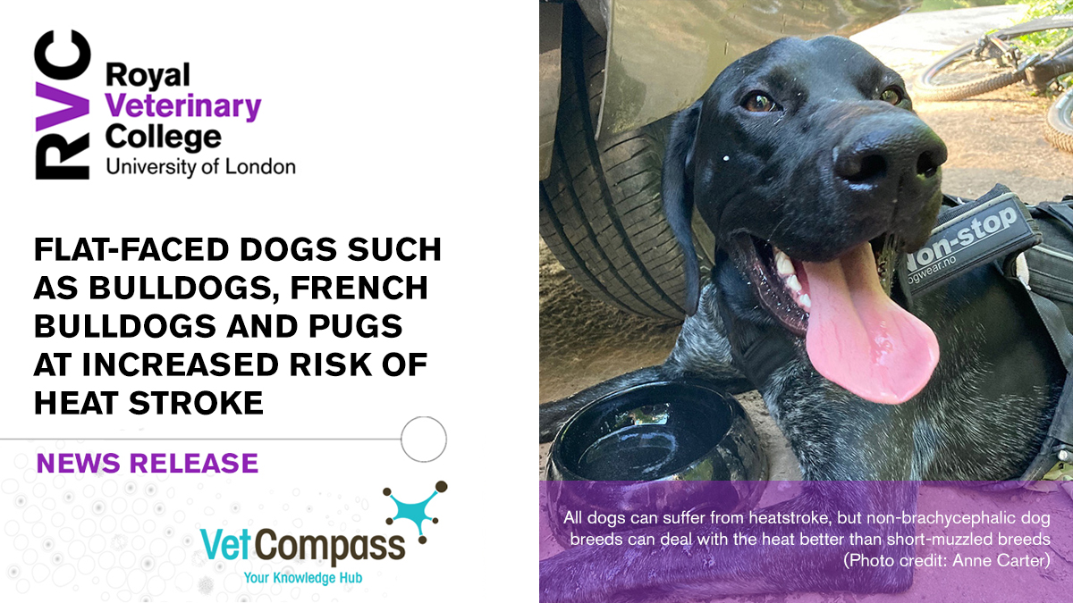 RoyalVetCollege's tweet photo. ☀️ RVC @VetCompass research in collaboration with dog welfare scientists at @TrentUni have found breeds with flat faces (brachycephalic) – such as bulldogs, French bulldogs and pugs – are at particular risk of developing heat stroke

➡️ Read more at: https://t.co/LlT89Mcuej https://t.co/GvM1aG0e0f