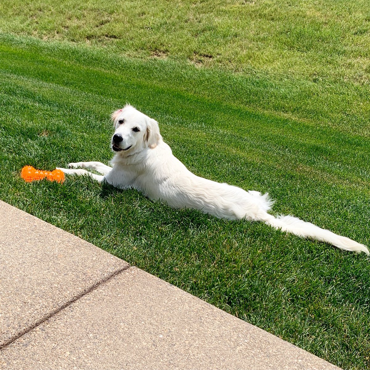 Dogsittingbyt's tweet photo. A sunny day with my toy is all a gal can ask for! ☀️🐾😘
⠀
#dogsittingbytaylor #indydogsitter #loungingpup #newtoywhodis https://t.co/SszrYHP6TO