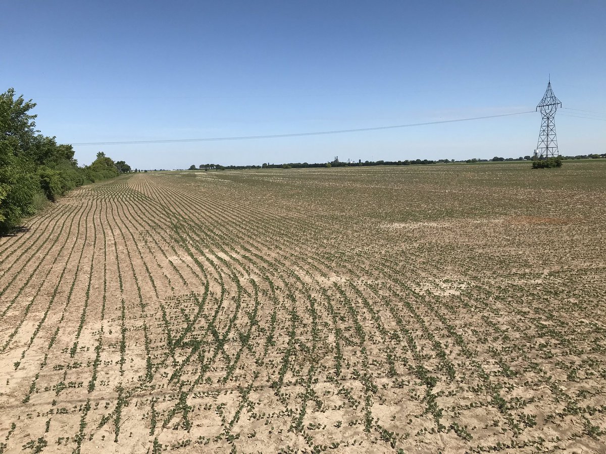 pmdelanghe's tweet photo. CF3176xt are off to a great start. Engenia, Boundary, Roundup applied 2 weeks ago holding everything else back. @ChrisRoy00 https://t.co/9ctwgRT23q