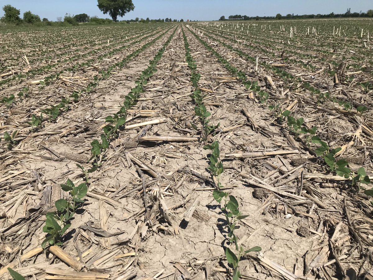 pmdelanghe's tweet photo. CF3176xt are off to a great start. Engenia, Boundary, Roundup applied 2 weeks ago holding everything else back. @ChrisRoy00 https://t.co/9ctwgRT23q