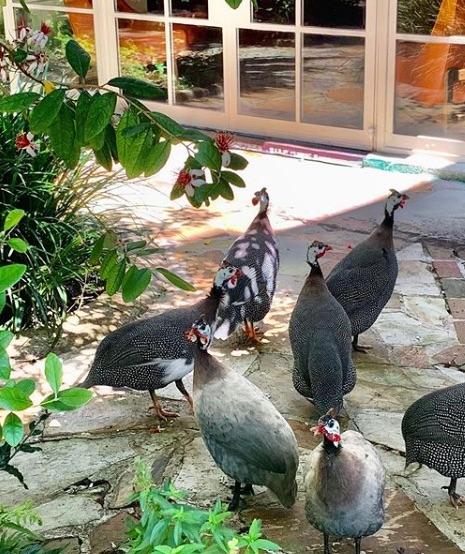 LeizeGaillard's tweet photo. June 2020 | Charleston Real Estate News - Showings during Coronavirus, FSBO tips for buyers, and recent market activity. https://t.co/kPgnuDNI6v https://t.co/ZiJRwIn7Hj