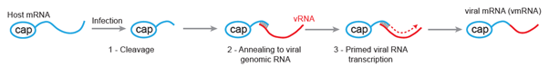 (ii) Segmented negative-strand RNA viruses (sNSVs: influenza, lassa, the bunyas… there are a lot) make ‘hybrid’ mRNA by ‘cap-snatching:’ cutting the 5’ end off host mRNAs and extending them with transcripts of their own genes, which contain viral start codons