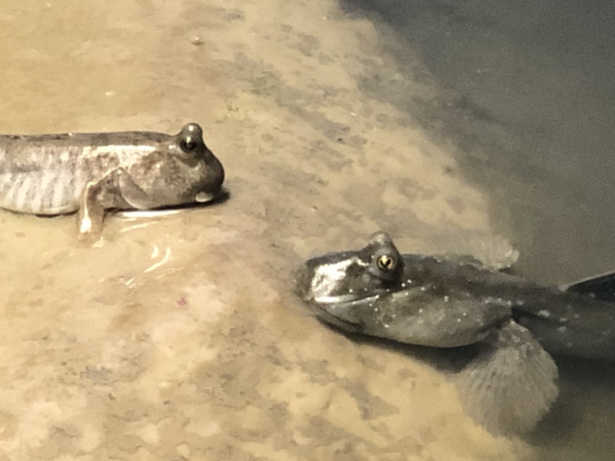 Rukiakagoshima 左がトビハゼ 右側がムツゴロウ ムツゴロウの方が大きい 顔のとこに白い点々模様あるのが特徴ですね 長崎ペンギン水族館