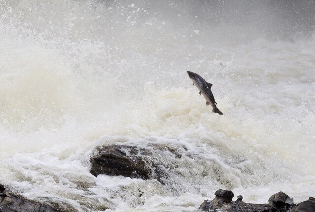 stan_sdcollins's tweet photo. It is exciting to watch Atlantic salmon swimming upriver to spawn and regardless of the obstacles they will keep swimming until they eventually make it. I visit several rivers that I can watch them on. https://t.co/VNpOFY97uJ