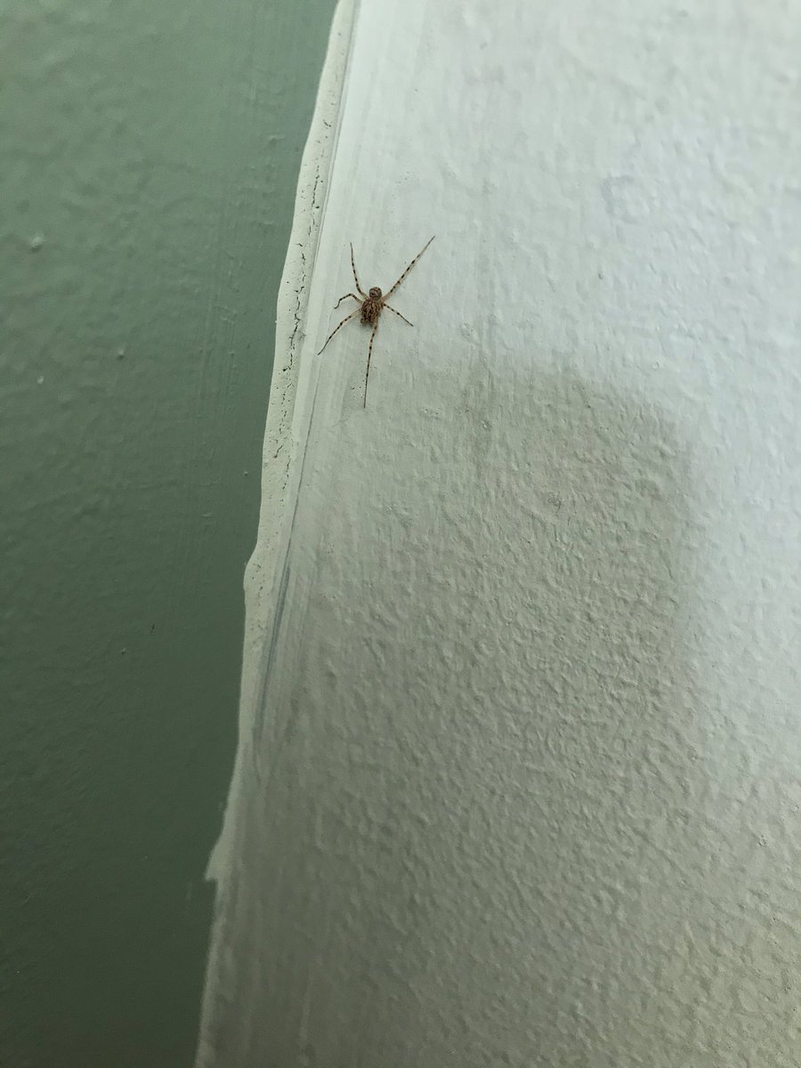 Hi <a href="/BritishSpiders/">BAS</a>. Is this a Spitting Spider with two legs missing? It’ll be the sixth one I’ve discovered in my house over the past month and all of them in varying sizes!