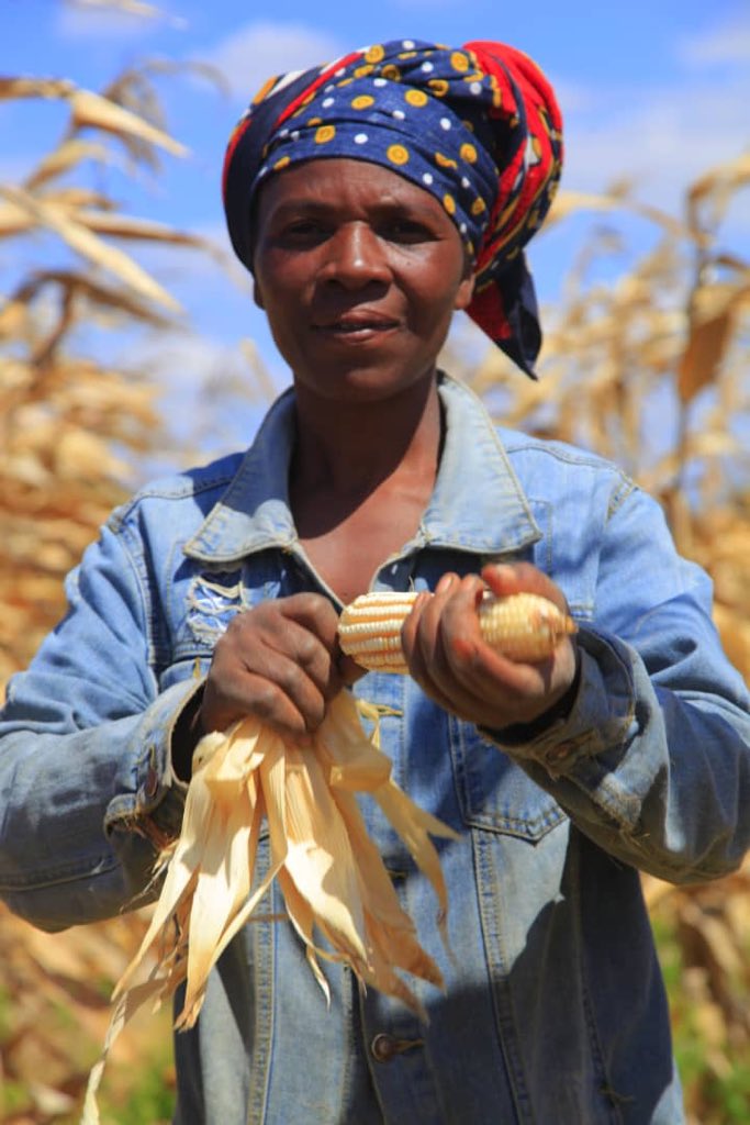 MhondaEsther's tweet photo. Today @ClintonFdn in Iringa, @CIMMYT and Tanzania Agricultural Research Institute-Ilonga are supporting farmers of Kilolo in Iringa to select good performing drought tolerant maize varieties. https://t.co/iQ3henJ0R5