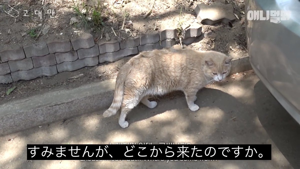 どうぶつ動画字幕bot すみませんが どこから来たのですか T Co Htbkhtnsx1