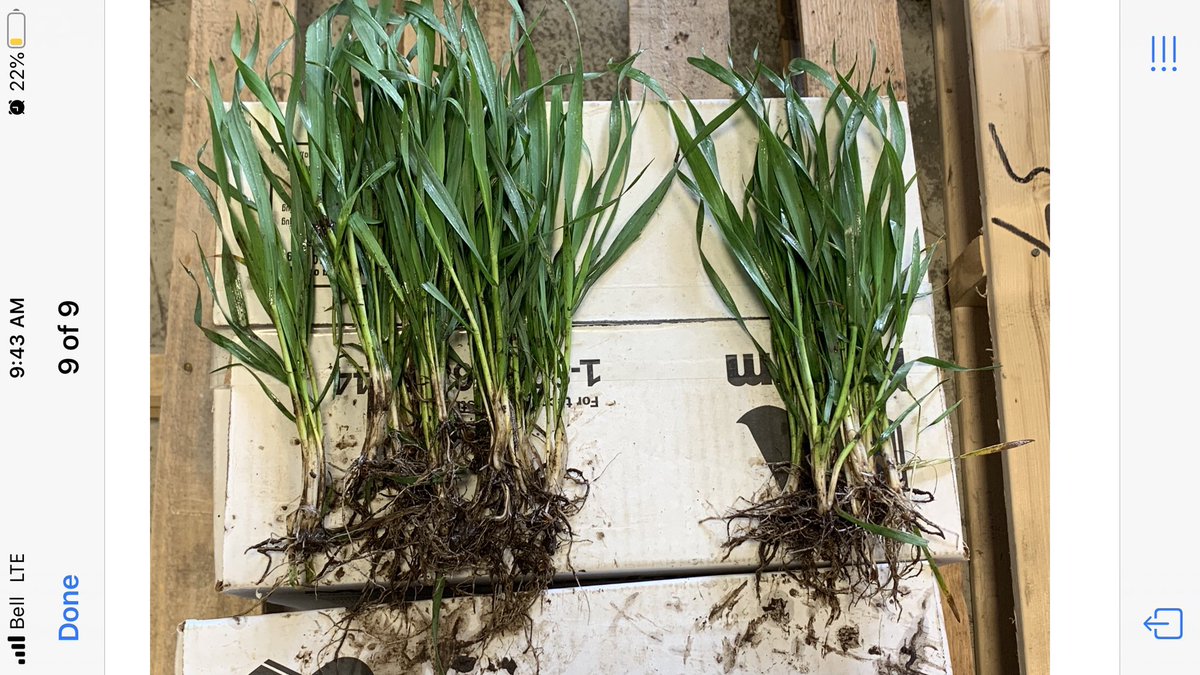 Never get tired of getting pics like this from our ACF customers.  ACF 2 gallons soil applied. Plants are larger and look at those roots!!! #winning  <a href="/AdvancedAgTech/">AdvancedAg</a>