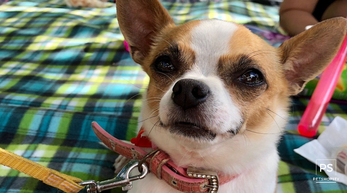 PetShopity's tweet photo. Get out there and picnic with your dog today - it's Int'l Picnic Day! 
Photo credit to Ariel Ng.
#internationalpicnicday #picnicday #picnicdog #dog #dogs #doglover #doglovers #dogpark #petshopity #dogsoftwitter #chihuahua https://t.co/32ZA4OCzuX