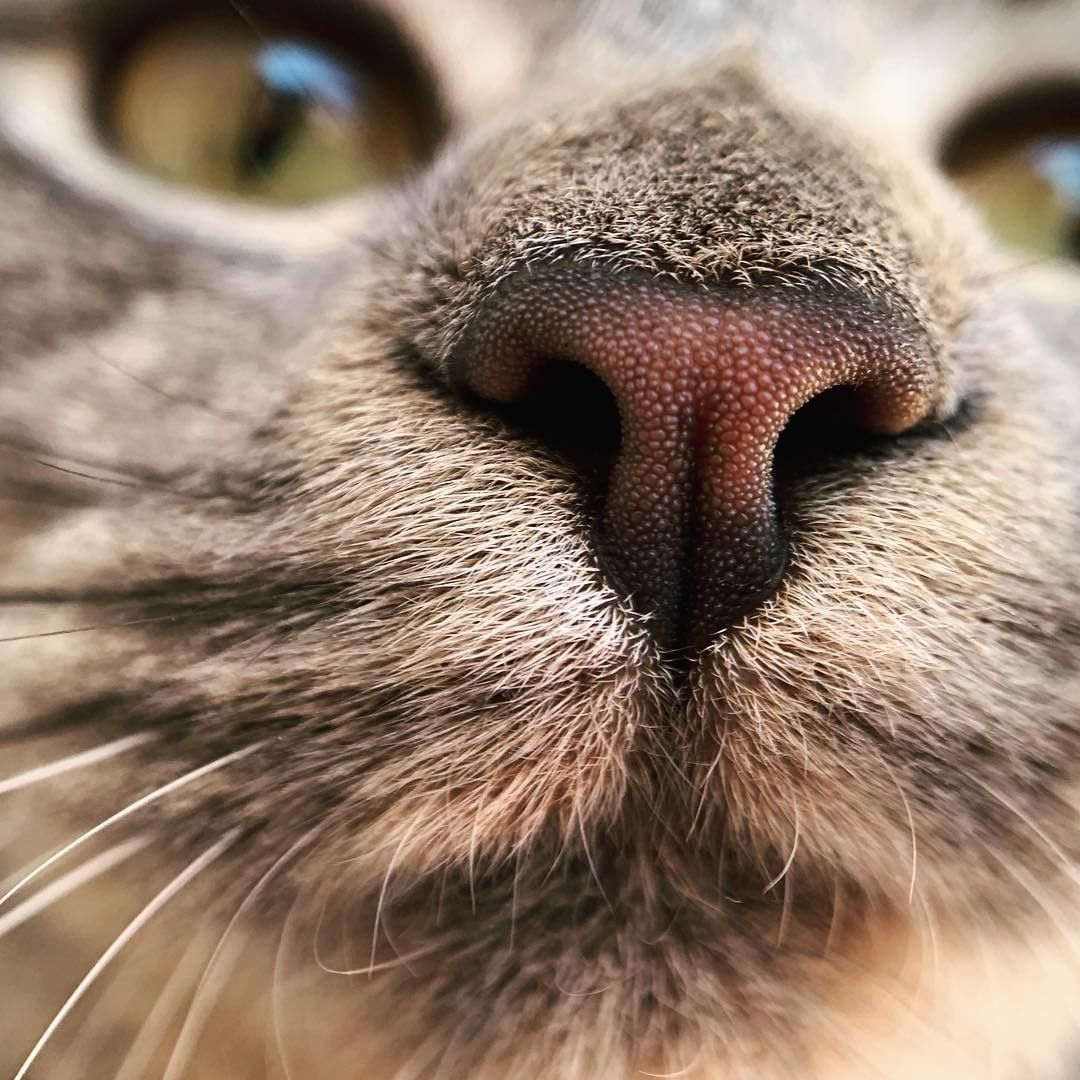 wearepixter's tweet image. Et toi ton chat, c'est quoi son p'tit nom ? 😺

📷 par @morganecbrt et son #PixterMacroPro 

pixter.co/products/macro…