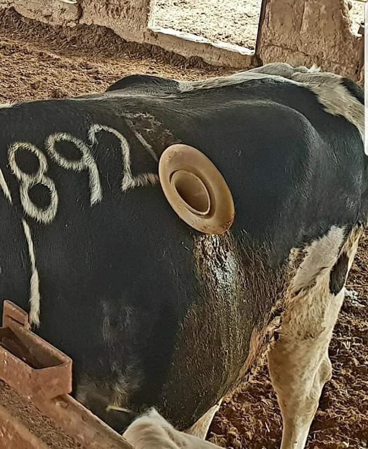 AnimaNaturalis's tweet photo. 💔No se trata de una película de terror.

La ganadería industrial necesita de constantes innovaciones para incrementar la productividad, y para ello utiliza métodos que vulneran todos los principios éticos. 

Por favor, no apoyes esta crueldad. https://t.co/BHAngWnzn7