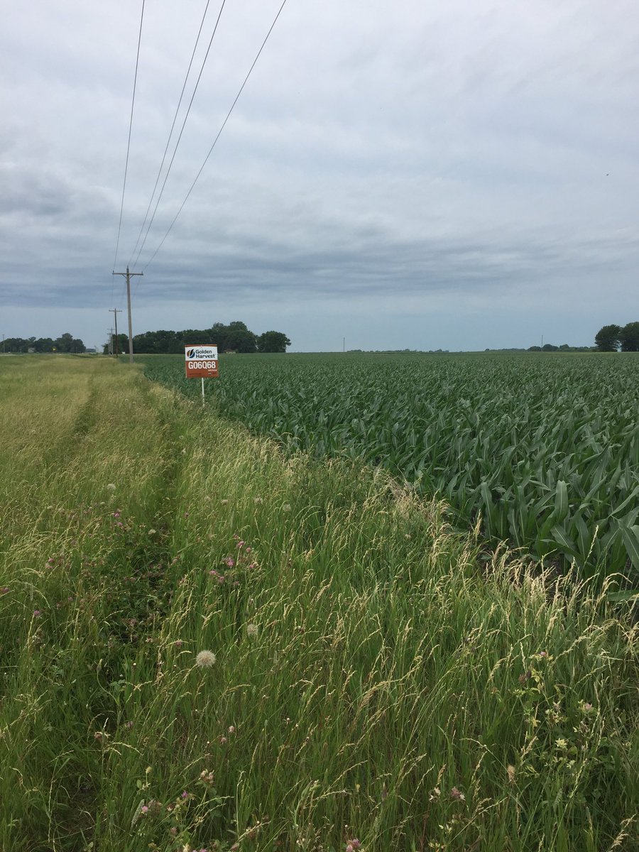 Southern MN GH Team tweet media