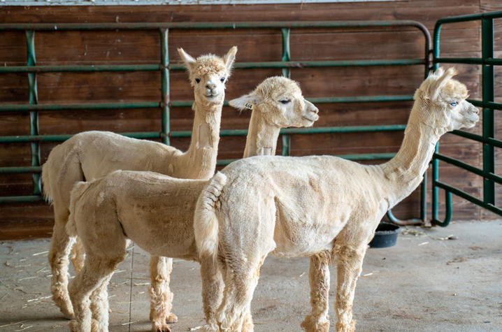 ResearchKY's tweet photo. Big Boy, Blue Eyes and Emperor may be the secret weapons against #COVID19. Find out how the three alpacas are helping @universityofky researchers develop a potential treatment for the novel coronavirus: https://t.co/hcm6uxFq1J https://t.co/ZcG20YuGd2